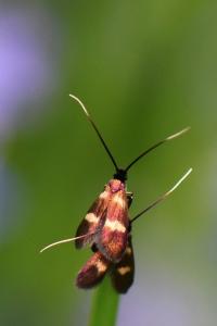 <i>Cauchas fibulella</i>