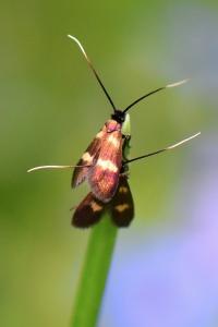 <i>Cauchas fibulella</i>