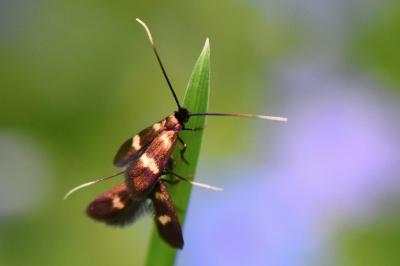 <i>Cauchas fibulella</i>
