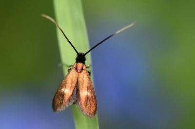 <i>Cauchas fibulella</i>