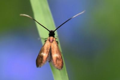 <i>Cauchas fibulella</i>