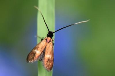 <i>Cauchas fibulella</i>