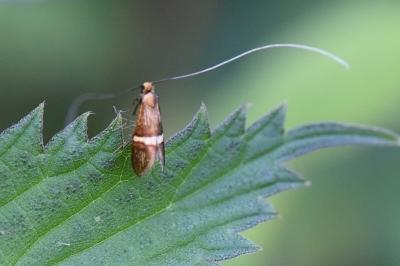 <i>Adela australis</i>