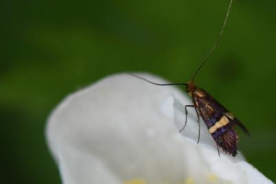 <i>Adela croesella</i>