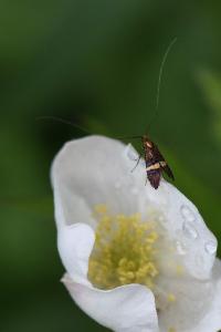 <i>Adela croesella</i>