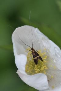 <i>Adela croesella</i>