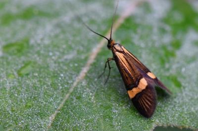 <i>Nemophora degeerella</i>