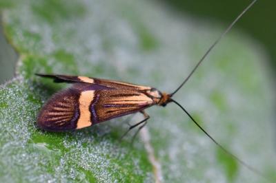 <i>Nemophora degeerella</i>