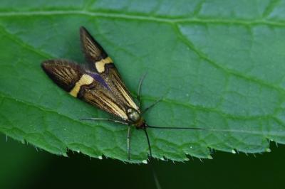 <i>Nemophora degeerella</i>