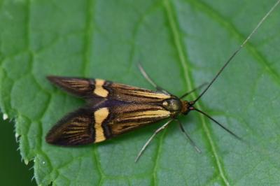 <i>Nemophora degeerella</i>