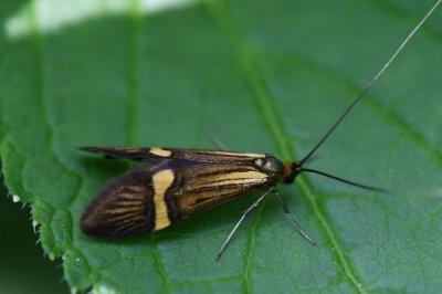 <i>Nemophora degeerella</i>