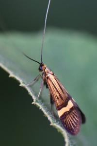 <i>Nemophora degeerella</i>