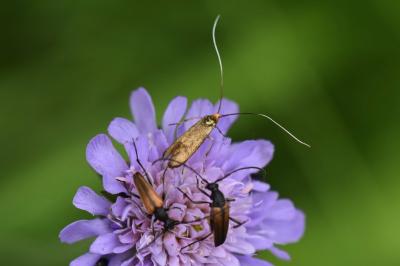 <i>Nemophora metallica</i>