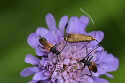 <i>Nemophora metallica</i>