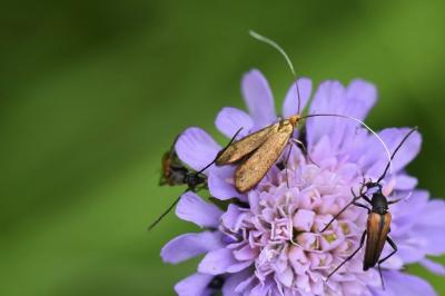 <i>Nemophora metallica</i>