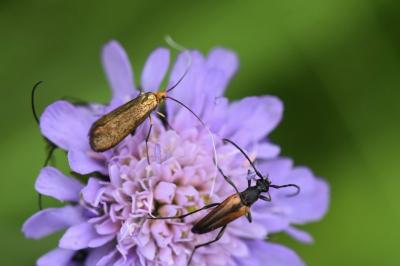 <i>Nemophora metallica</i>