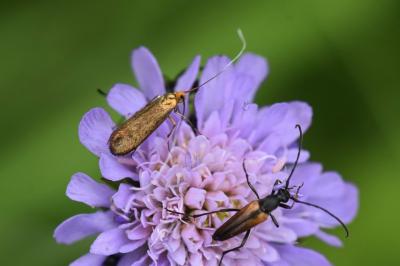 <i>Nemophora metallica</i>