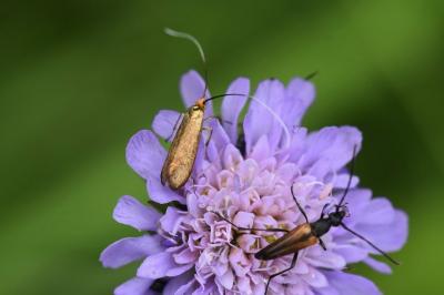 <i>Nemophora metallica</i>