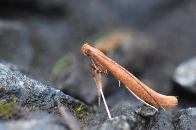 <i>Caloptilia</i>