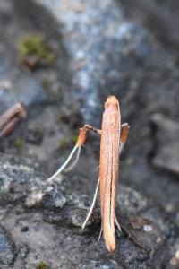 <i>Caloptilia</i>