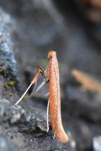 <i>Caloptilia</i>