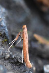<i>Caloptilia</i>