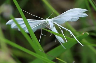 <i>Pterophorus pentadactylus</i>