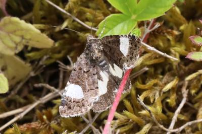 Noctuelle en deuil 