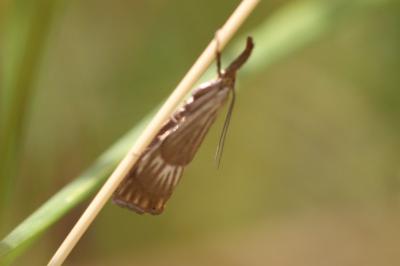 <i>Chrysocrambus linetella</i>