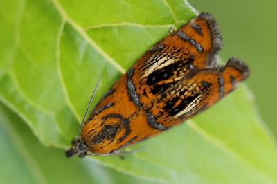 <i>Olethreutes arcuella</i>