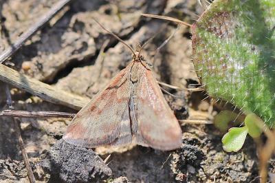 <i>Pyrausta despicata</i>