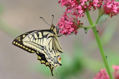 Machaon 
