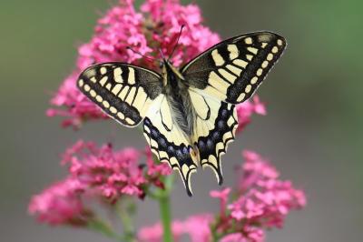 Papilio machaon