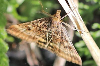 <i>Pyrausta despicata</i>
