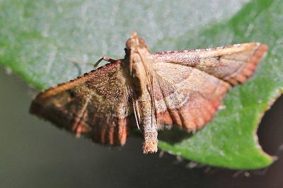 <i>Endotricha flammealis</i>