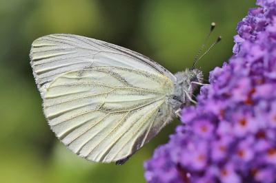 Pieris napi