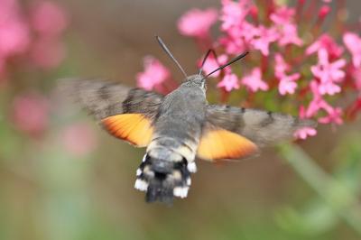 Macroglossum stellatarum