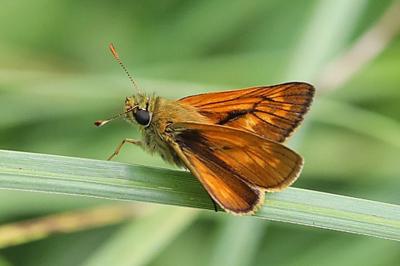 Sylvaine 