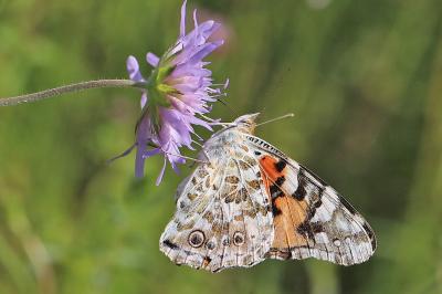 Vanessa cardui