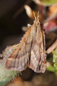 <i>Synaphe punctalis</i>