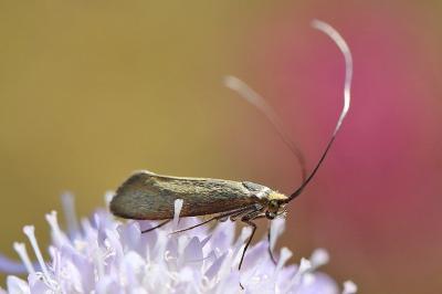 <i>Nemophora metallica</i>