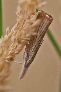 <i>Agriphila straminella</i>