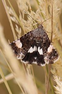 Noctuelle en deuil 