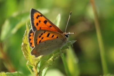 Lycaena phlaeas