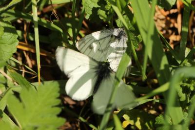 Piéride du Navet 