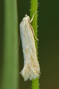 <i>Elachista</i>