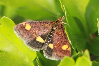 <i>Pyrausta aurata</i>