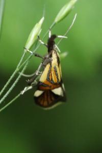 <i>Alabonia geoffrella</i>