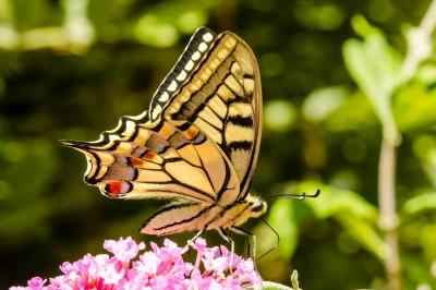 Machaon 