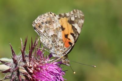 Vanessa cardui